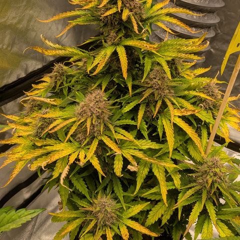 Super Skunk Automatic T3 growlog timeline photo