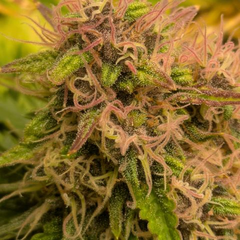 Super Skunk Automatic T3 growlog timeline photo