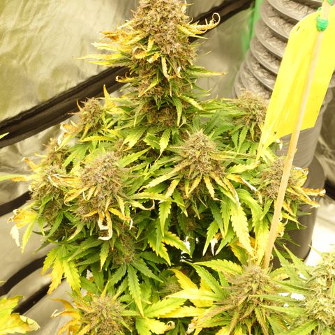 Super Skunk Automatic T3 growlog timeline photo