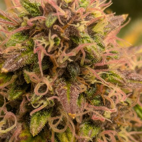 Super Skunk Automatic T3 growlog timeline photo