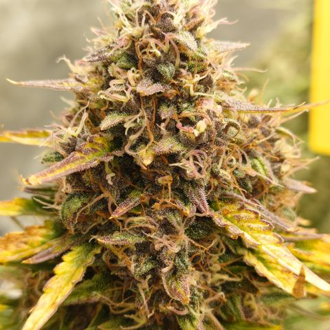 Super Skunk Automatic T3 growlog timeline photo