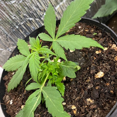 NN enana growlog timeline photo
