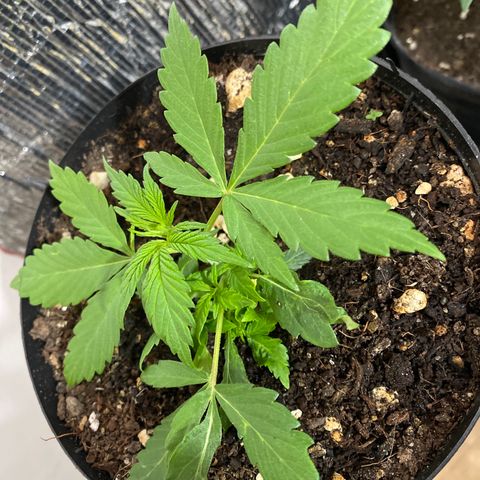 NN enana growlog timeline photo
