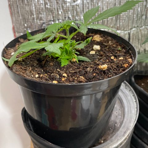 NN enana growlog timeline photo
