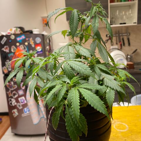 NN enana growlog timeline photo