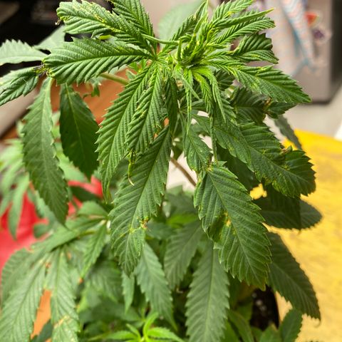NN enana growlog timeline photo