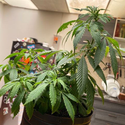 NN enana growlog timeline photo