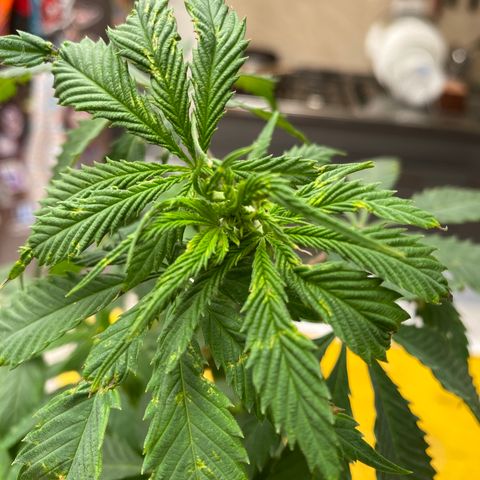 NN enana growlog timeline photo