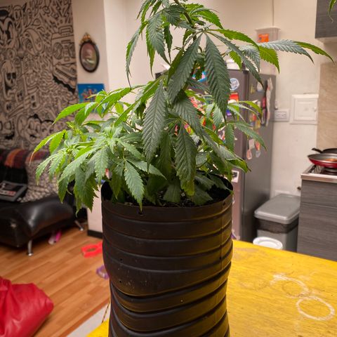 NN enana growlog timeline photo
