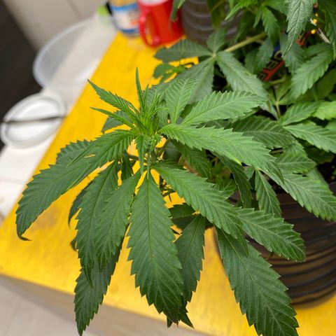 NN enana growlog timeline photo