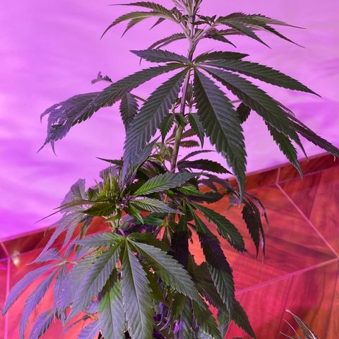 NN enana growlog timeline photo