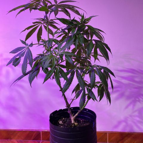 NN enana growlog timeline photo