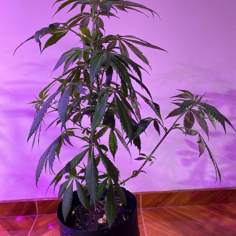 NN enana growlog timeline photo