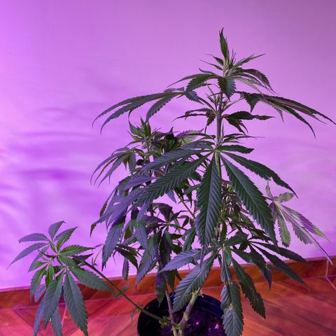 NN enana growlog timeline photo