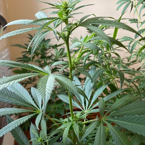 NN enana growlog photo: 3 sem floración 