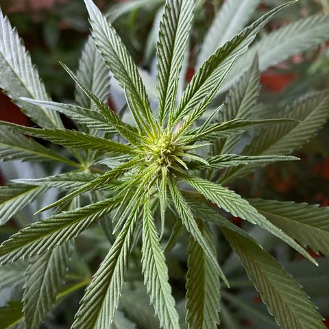 NN enana growlog photo: 3 sem floración 