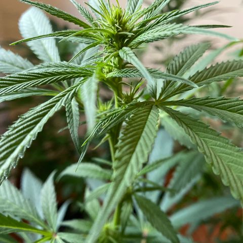 NN enana growlog photo: 3 sem floración 