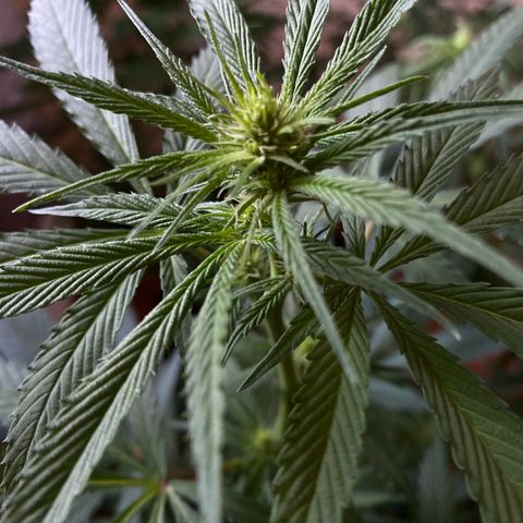 NN enana growlog photo: 3 sem floración 