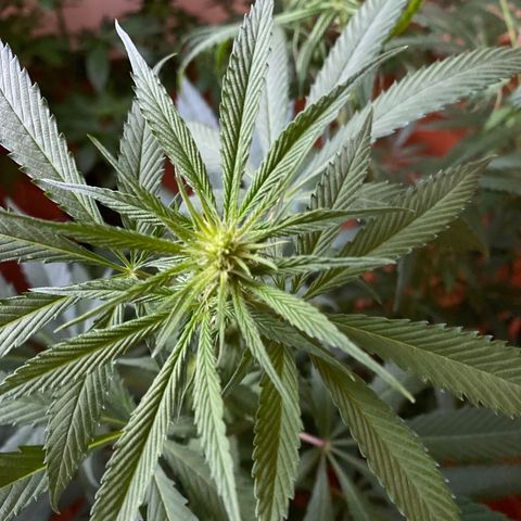 NN enana growlog photo: 3 sem floración 