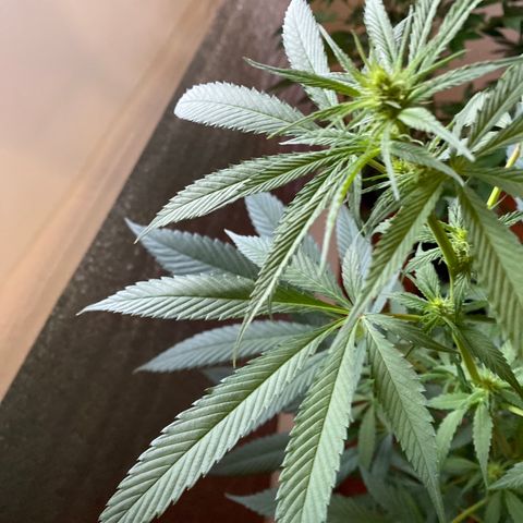 NN enana growlog photo: 3 sem floración 