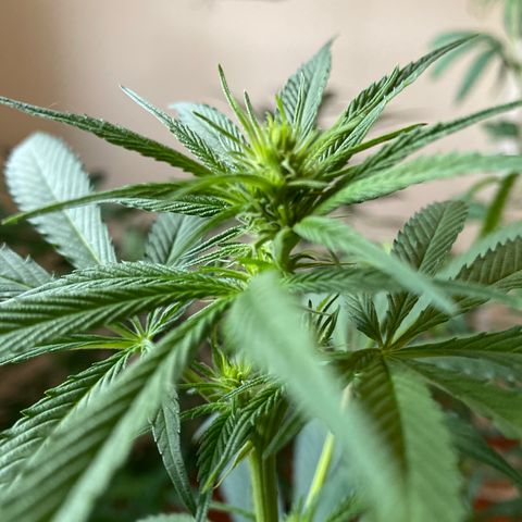 NN enana growlog photo: 3 sem floración 