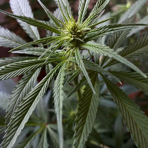 NN enana growlog photo: 3 sem floración 