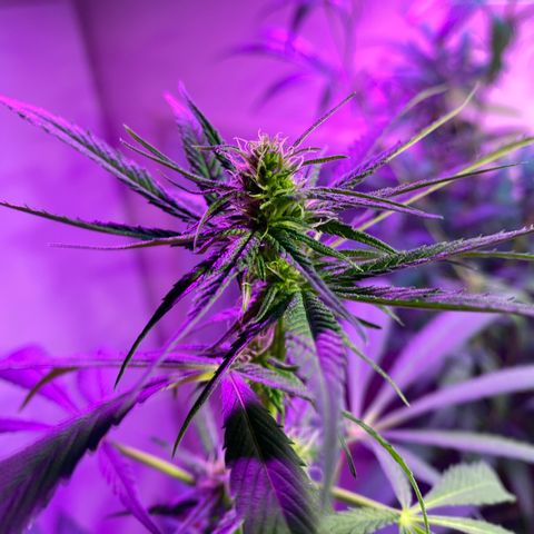 NN enana growlog timeline photo