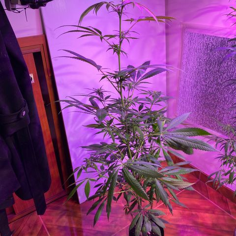 NN enana growlog timeline photo