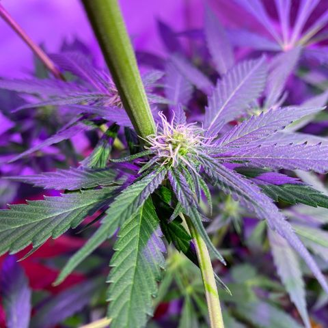 NN enana growlog timeline photo
