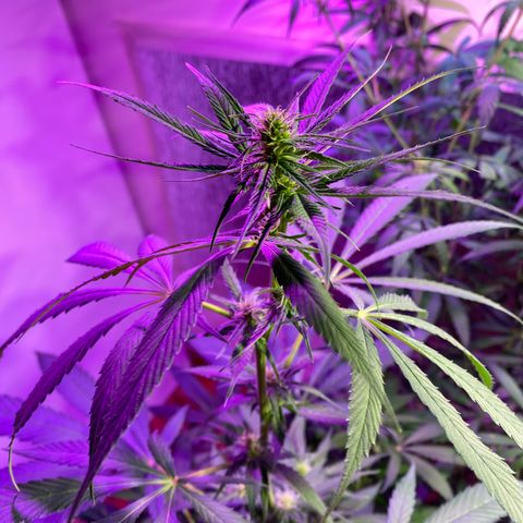 NN enana growlog timeline photo