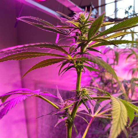 NN enana growlog timeline photo