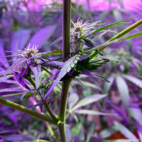 NN enana growlog timeline photo