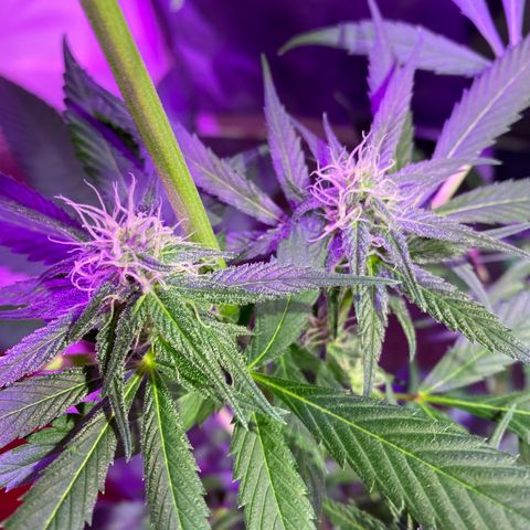 NN enana growlog timeline photo