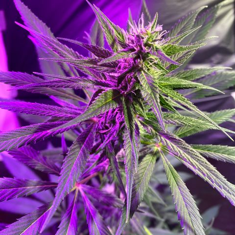 NN enana growlog timeline photo