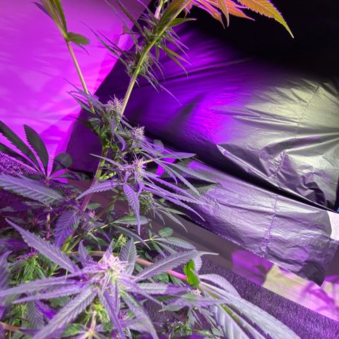 NN enana growlog timeline photo