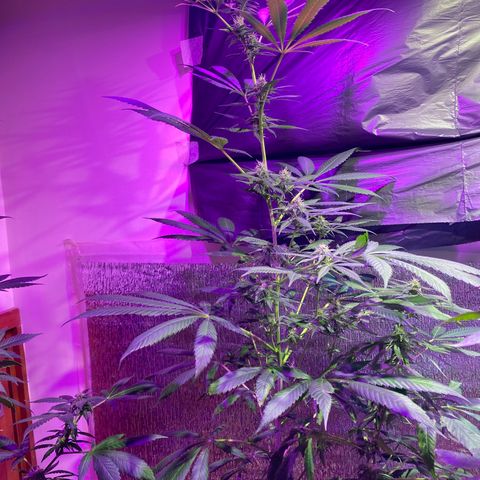 NN enana growlog timeline photo