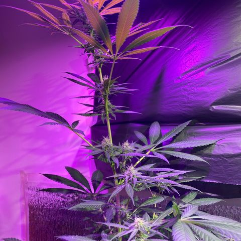 NN enana growlog timeline photo