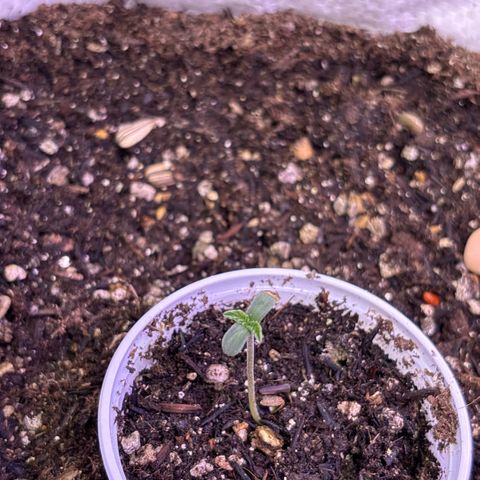 Genética desconhecida growlog photo: Primeiras 24 horas solo orgânico vivo. 