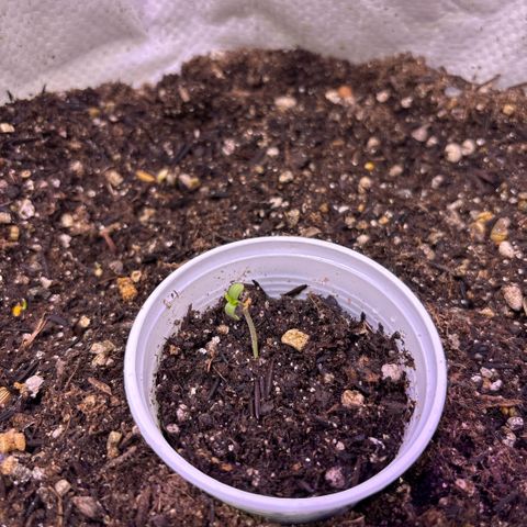Genética desconhecida growlog photo: Primeiras 24 horas solo orgânico vivo. 