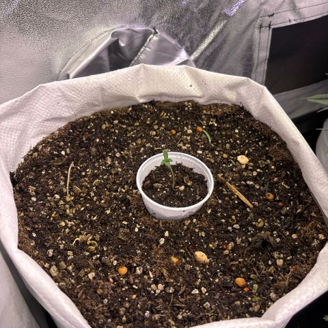Genética desconhecida growlog photo: Solo orgânico vivo. Com sementes companheiras dano início ao ciclo. Irei aplicar fertilizantes minerais para complementar.