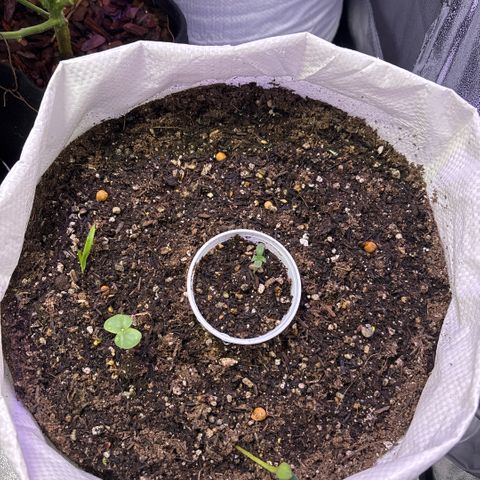 Genética desconhecida growlog photo: Solo orgânico vivo. Com sementes companheiras dano início ao ciclo. Irei aplicar fertilizantes minerais para complementar.