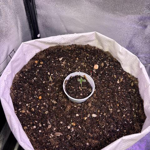 Genética desconhecida growlog photo: Solo orgânico vivo. Com sementes companheiras dano início ao ciclo. Irei aplicar fertilizantes minerais para complementar.