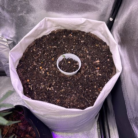 Genética desconhecida growlog photo: Solo orgânico vivo. Com sementes companheiras dano início ao ciclo. Irei aplicar fertilizantes minerais para complementar.