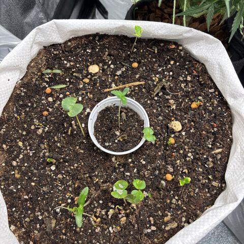 Genética desconhecida growlog photo: Plantinhas nos primeiros dias de vida com um desenvolvimento considerável no solo vivo controlado. No saco de 35kg com plantinhas companheiras em desenvolvimento 