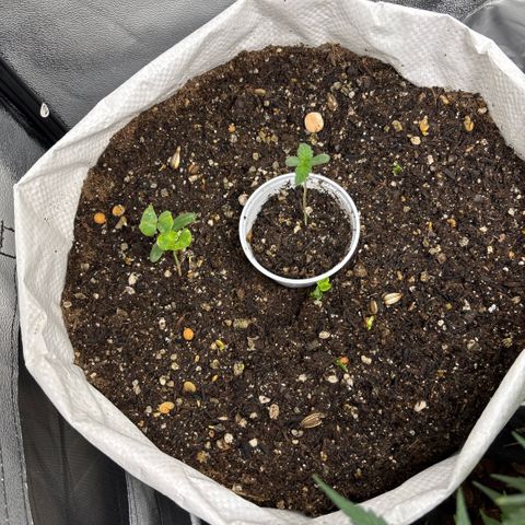 Genética desconhecida growlog photo: Plantinhas nos primeiros dias de vida com um desenvolvimento considerável no solo vivo controlado. No saco de 35kg com plantinhas companheiras em desenvolvimento 