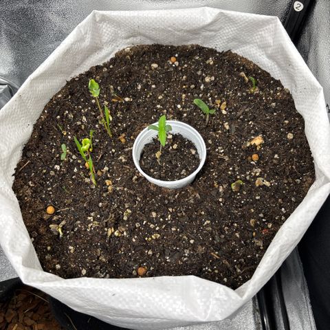 Genética desconhecida growlog photo: Plantinhas nos primeiros dias de vida com um desenvolvimento considerável no solo vivo controlado. No saco de 35kg com plantinhas companheiras em desenvolvimento 