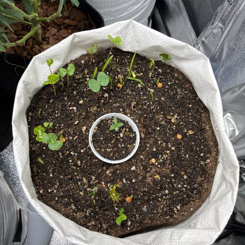 Genética desconhecida growlog photo: Plantinhas nos primeiros dias de vida com um desenvolvimento considerável no solo vivo controlado. No saco de 35kg com plantinhas companheiras em desenvolvimento 