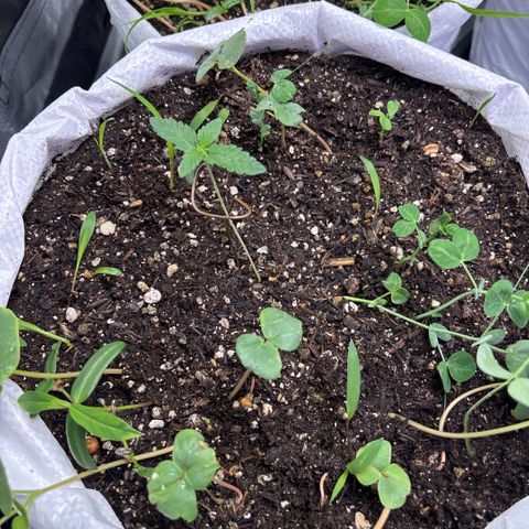 Genética desconhecida growlog photo: Está com um bom desenvolvimento depois da aplicação do fertilizante sem respostas visíveis. 1 das plantas aparentemente mutante.