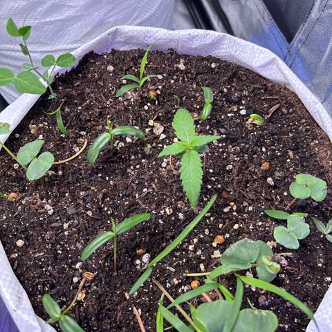 Genética desconhecida growlog photo: Está com um bom desenvolvimento depois da aplicação do fertilizante sem respostas visíveis. 1 das plantas aparentemente mutante.