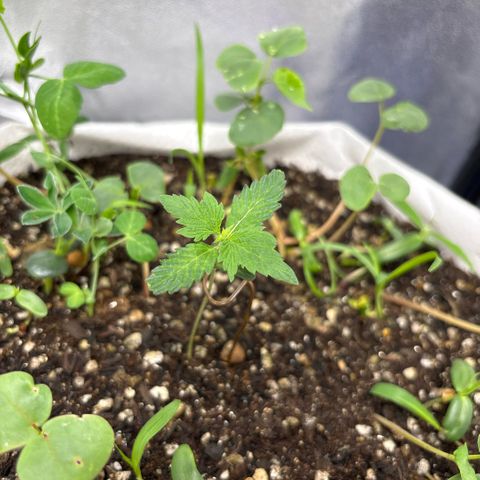 Genética desconhecida growlog photo: Está com um bom desenvolvimento depois da aplicação do fertilizante sem respostas visíveis. 1 das plantas aparentemente mutante.